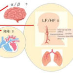 図5. NMRパイプテクターによるリラックス効果とBP抑制の簡易図