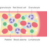 human platelet aggregation