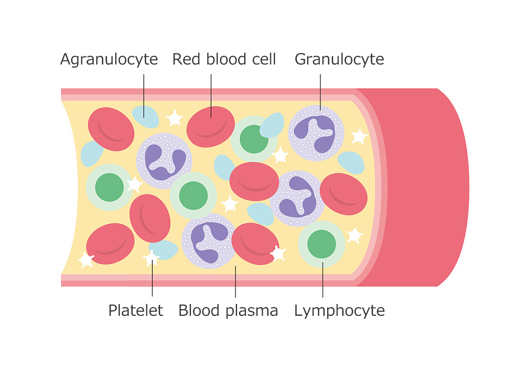 human platelet aggregation