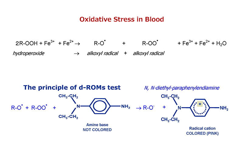 Oxidative Stress in Blood & The principle of d-ROMs test